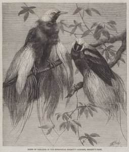 Aves del paraíso en los Jardines de la Sociedad Zoológica, Regent